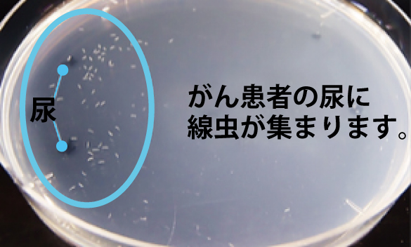 尿１滴 線虫でがん検査 9 800円 Noteトップ