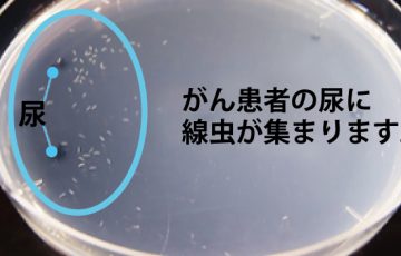 がん検査　線虫