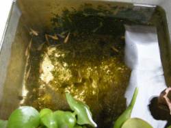 めだか